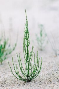 green plant on gray soil